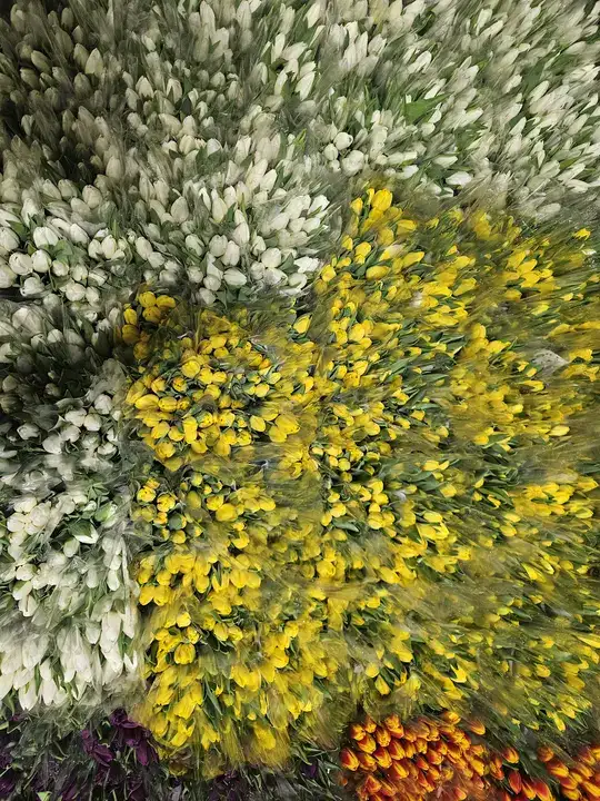 Antalya’nın Gururu Suda Laleler Kadınlar Günü'ne Hazır 8